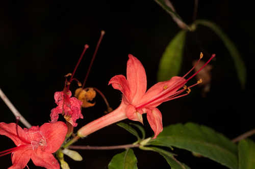 Rhododendron prunifolium #6